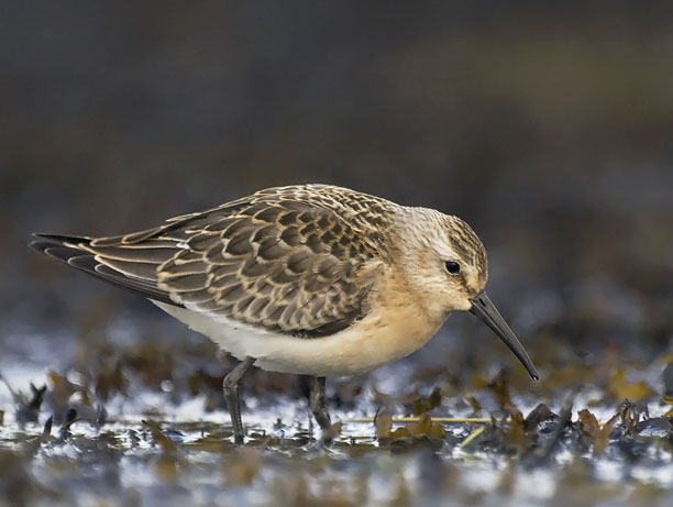 Kuovisirri, Curlew Sandpiper, Calidris ferruginea